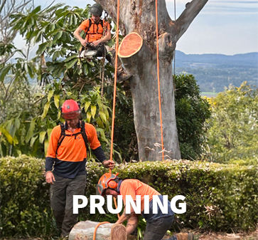Pruning