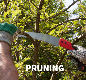 Pruning