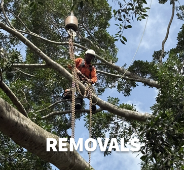 Removals