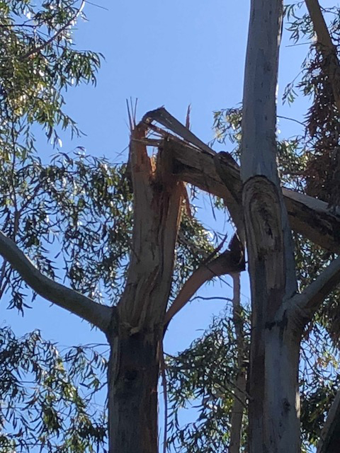 snapped eucalyptus