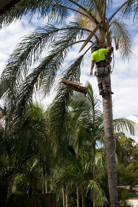 Tree Pruning