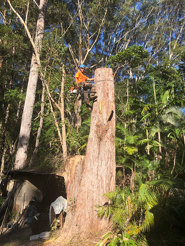 tree removal certified climber