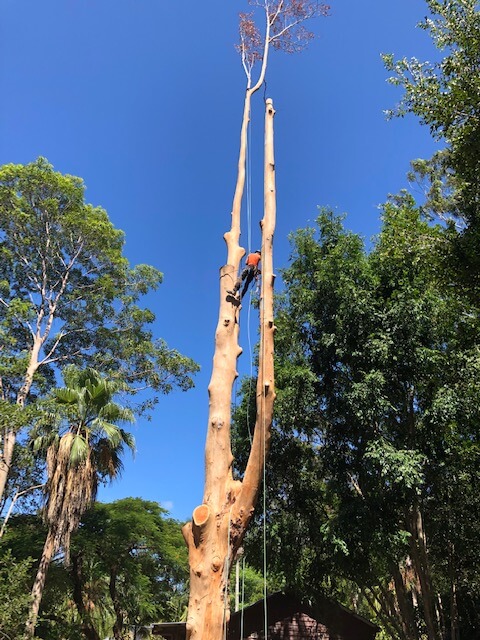 tree removal certified climber