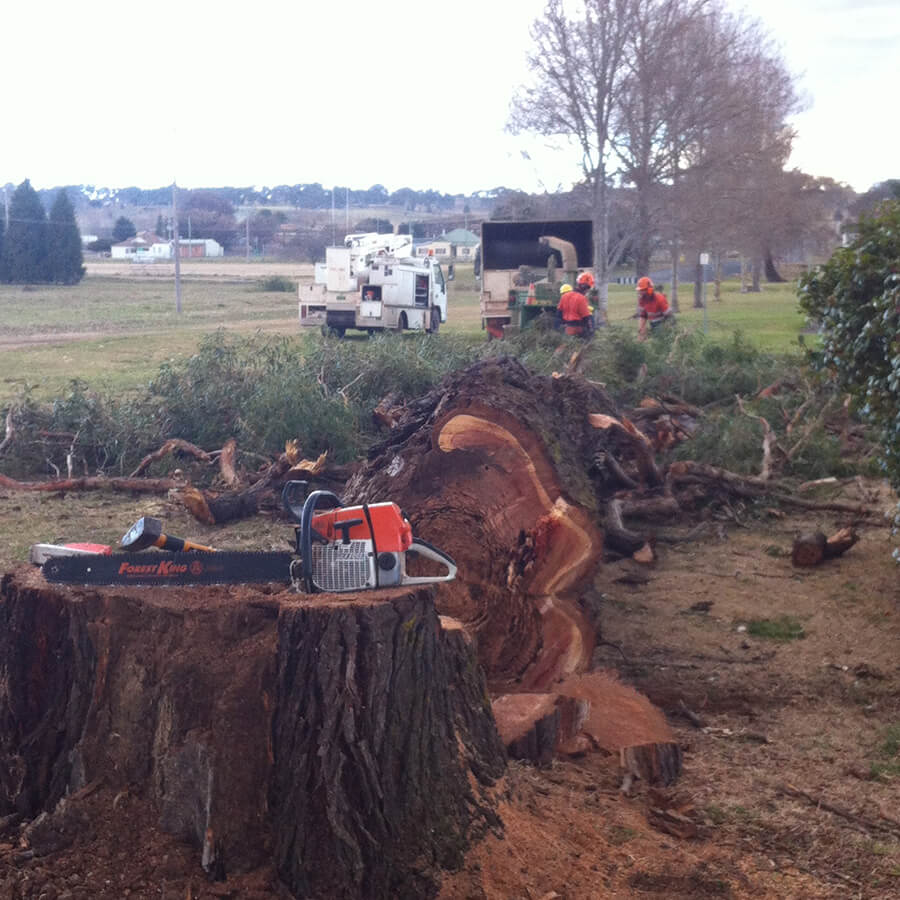 Tree Removals